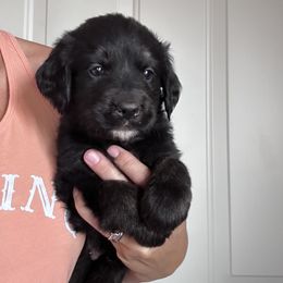 Boy 6 - male Golden Mountain Dog puppy in Wyoming from Great Basin BMD