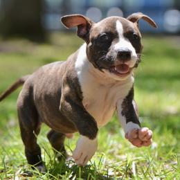 Boy 3 - Brown brindle male American Staffordshire Terrier puppy in St. Augustine, Florida from LBK & Ancient City