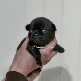 Billy - Black male Pug puppy in Shady Hills, Florida from Premium Pugs