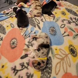 Australian Shepherd Puppies from Grand Ridge Australian Shepherds