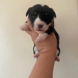 Mira- AKC fluffy female - Black and tan female Pembroke Welsh Corgi puppy in Red Bluff, California from Wilder Ranch Corgis