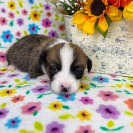 WILLIE - Sable male Pembroke Welsh Corgi puppy in Ritzville, Washington from Sapphire Iris Corgis