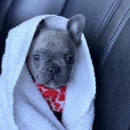 French Bulldog and Goldendoodle Puppies from Haus of Pawz