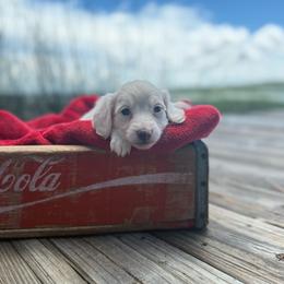 Gibson - Cream male Dachshund puppy in Woodbine, Georgia from Coastal Bluff Pups