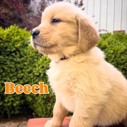 Golden Retriever puppies from Everlong Equine and Canine