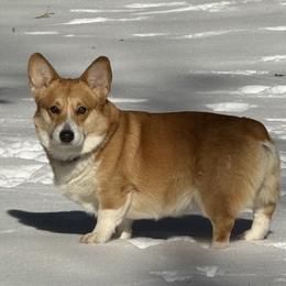 Diego - Pembroke Welsh Corgi