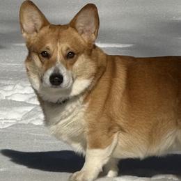 Diego - Pembroke Welsh Corgi