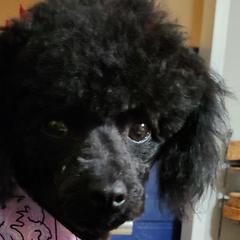 Cavalier King Charles Spaniels, Cavapoos, and Poodles from Far West Texas Oodles of Cavoodles & Cavi's