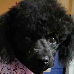 Cavalier King Charles Spaniels, Cavapoos, and Poodles from Far West Texas Oodles of Cavoodles & Cavi's