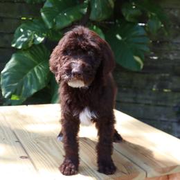 Dove (Beige) - Chocolate female Goldendoodle puppy in Palmetto Bay, Florida from SOMIDOODLES
