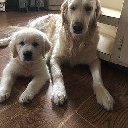 Belgian Sheepdog and Golden Retriever Puppies from Mi-Kels Belgians and Goldens