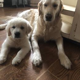 Belgian Sheepdog and Golden Retriever Puppies from Mi-Kels Belgians and Goldens