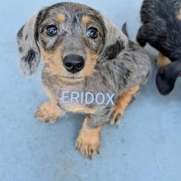 Zion - Black and tan female Dachshund puppy in Missouri from Eridox Dachshunds