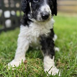 Thorne - Burgundy Collar - Black male Poodle puppy in Monroe, North Carolina from The Klepper Homestead