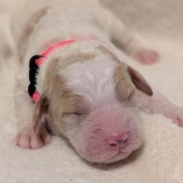 Pink - Parti female Goldendoodle puppy in Midland, North Carolina from Alger Farm, LLC