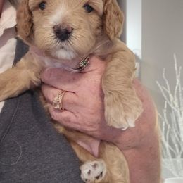 Assorted Doodle Crosses, Cavapoo, and Goldendoodle Puppies from Debbie's Puppies