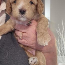 Assorted Doodle Crosses, Cavapoo, and Goldendoodle Puppies from Debbie's Puppies