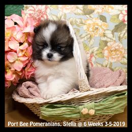 Pomeranian Puppies from Port Bee Pomeranian’s