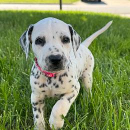 Rumble - LUA - White and black female Dalmatian puppy in Mount Vernon, Missouri from Spots & Spirals
