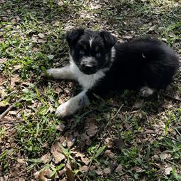 Boy 6 - Black tri-color male Australian Shepherd puppy in Lakeland, Florida from Infinite Aussies