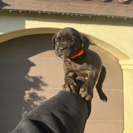 Cane Corso Puppies from ThinLine Cane Corso