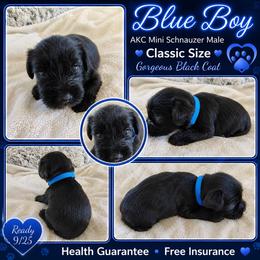 AKC Blue boy Liver - Black male Miniature Schnauzer puppy in Temple, Texas from Schnauzers Of Taylor