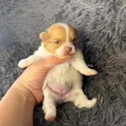 AKC Rumi - Cream sable parti female Pomeranian puppy in Saint Ignatius, Montana from Pomeranians Montana
