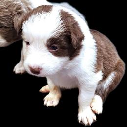 Wild Flower - White and red female Border Collie puppy in Cedar Springs, Michigan from Lyncroft Border Collies
