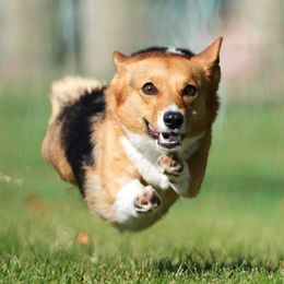 Pembroke Welsh Corgi Puppies from Outlands Corgis