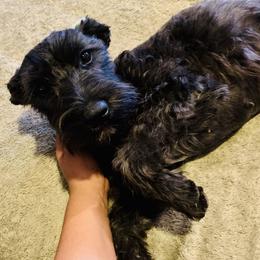 Luu - Miniature Schnauzer