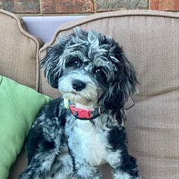 Marbles - Cavapoo