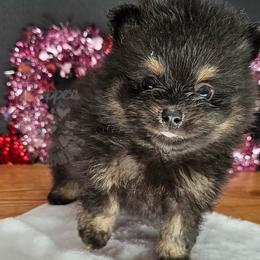 Pepper's Walking The Wire - Black and tan male Pomeranian puppy in Plant City, Florida from Pepper's Pomeranians