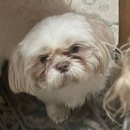 Lacie - Shih Tzu