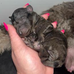 Boy 2 - Blue merle male Aussiedoodle puppy in Calimesa, California from Teakwoodpoodleofsocal