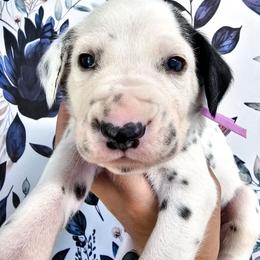 Lilac- Hollywood - White and black female Dalmatian puppy in Gray, Georgia from Fuller Spots