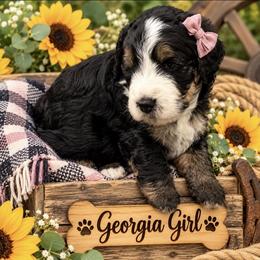 Bernedoodle Puppies from Beckley's Bernedoodles-Muddy Paws Doodle Farm NC LLC