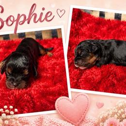 Sophie - Black and tan female Cavalier King Charles Spaniel puppy in Clinton, Oklahoma from Enchanted Spaniels