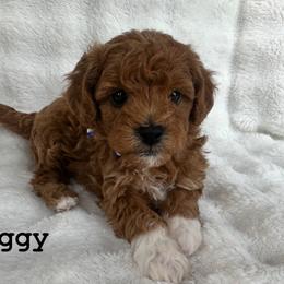 Goldendoodle All Grown Up from Lady's Liberty Litter