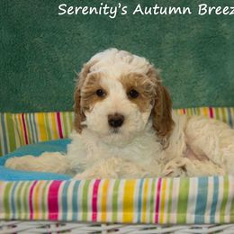 Australian Labradoodle Puppies from Serenity Springs Labradoodles