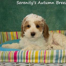 Australian Labradoodle Puppies from Serenity Springs Labradoodles