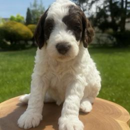 Barkley - Chocolate Goldendoodle puppy in Stratford, New Jersey from Meadow Lark Doodles