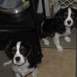 Cavalier King Charles Spaniels and Dachshunds from Lori's Cavalier King Charles Spaniels & Dachshunds