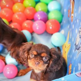Cavalier King Charles Spaniel Puppies from West Coast Cavaliers