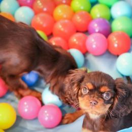 Cavalier King Charles Spaniel Puppies from West Coast Cavaliers