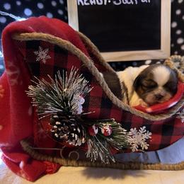 Boy 1 - Shih Tzu puppy in Sugarcreek, Ohio from D’s Shih Tzu