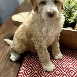Aussiedoodle, Goldendoodle, Poodle, and Sheepadoodle Puppies from Kitandkboodle's Doodles
