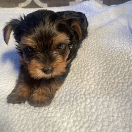 Yorkshire Terrier Puppies from Central Valley Yorkies