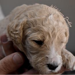Goldendoodle Puppies from Wildflower Doodles
