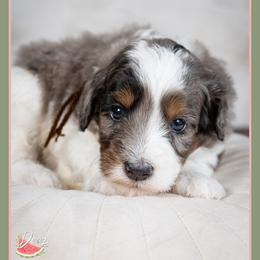 Lily - Merle female Bernedoodle puppy in Connersville, Indiana from Deaz Doodle Ranch