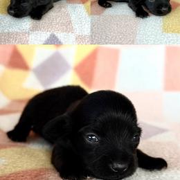 Girl 1 - Black female Dachshund puppy in Oklahoma from Red Oak Long Dogs